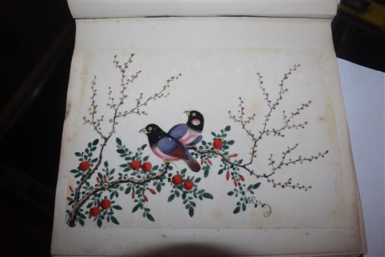 A 19th century Chinese album of 14 paintings on pith paper, birds and figures